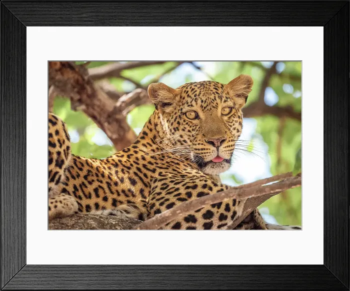 Framed Print : Africa, Botswana, Okawango Delta, Pompom Camp. A beautiful Leopard in the tree Framed Print : Africa, Botswana, Okawango Delta, Pompom Camp. A beautiful Leopard in the tree