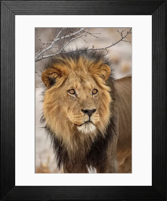 Framed Print : Africa, Botswana, Central Kalahari Game reserve. A beautiful male lion Framed Print : Africa, Botswana, Central Kalahari Game reserve. A beautiful male lion