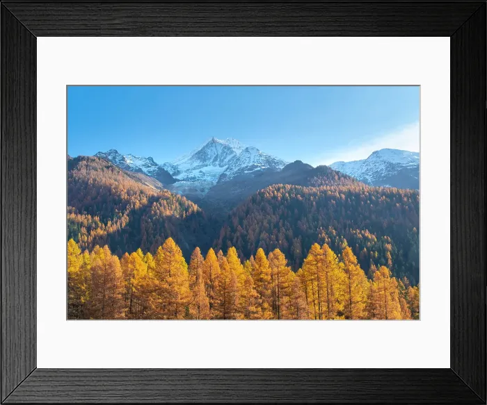 Framed Print : Bietschhorn & larch forest, Lotschental Valley, Valais, Switzerland