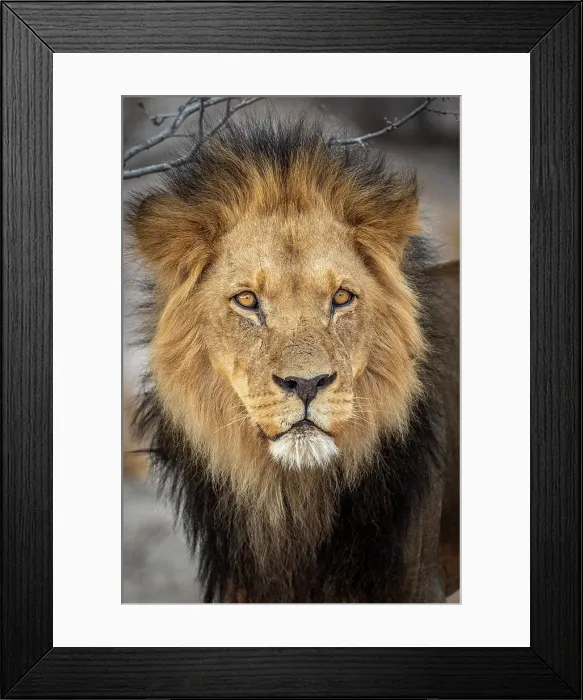 Framed Print : Africa, Botswana, Central Kalahari Game reserve. A beautiful male lion Framed Print : Africa, Botswana, Central Kalahari Game reserve. A beautiful male lion
