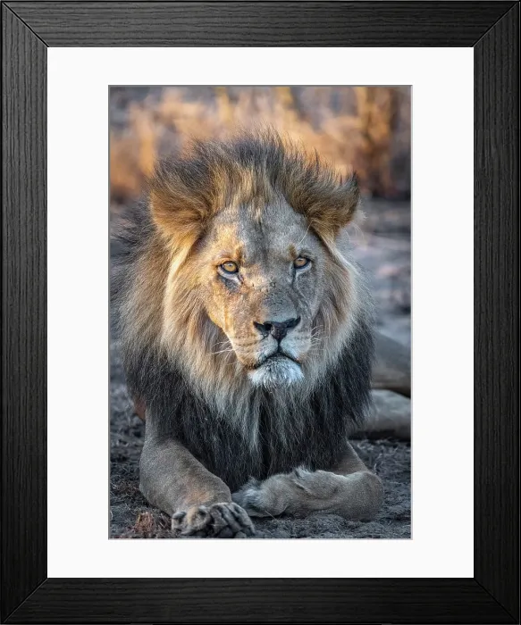 Framed Print : Africa, Botswana, Central Kalahari Game reserve. A beautiful male lion Framed Print : Africa, Botswana, Central Kalahari Game reserve. A beautiful male lion