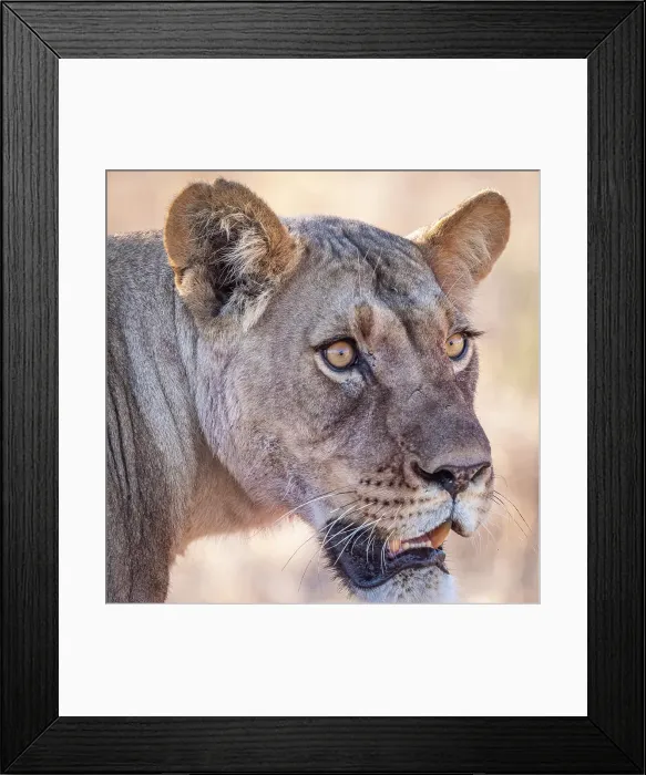 Framed Print : Africa, Botswana, Kalahari, Deception Valley lodge. A portrait of a lioness Framed Print : Africa, Botswana, Kalahari, Deception Valley lodge. A portrait of a lioness
