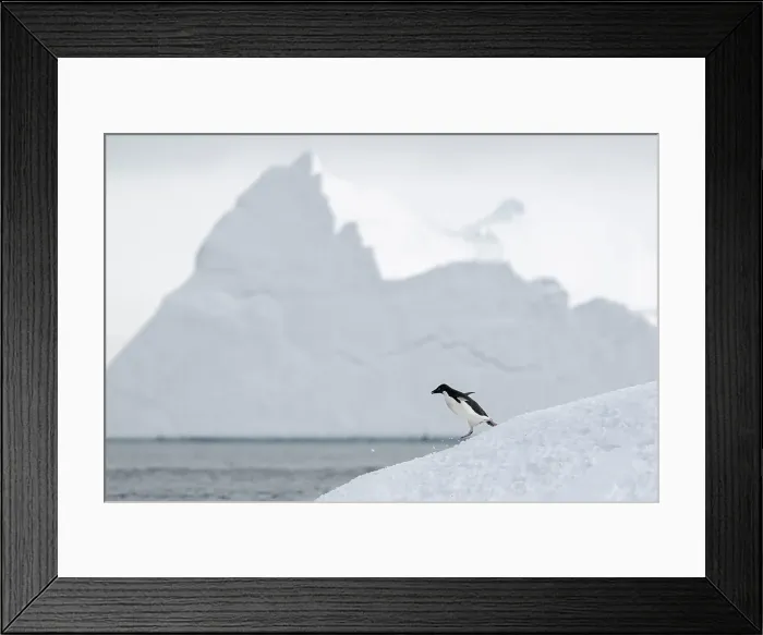 Framed Print : Adelie Penguin, Antarctica Framed Print : Adelie Penguin, Antarctica
