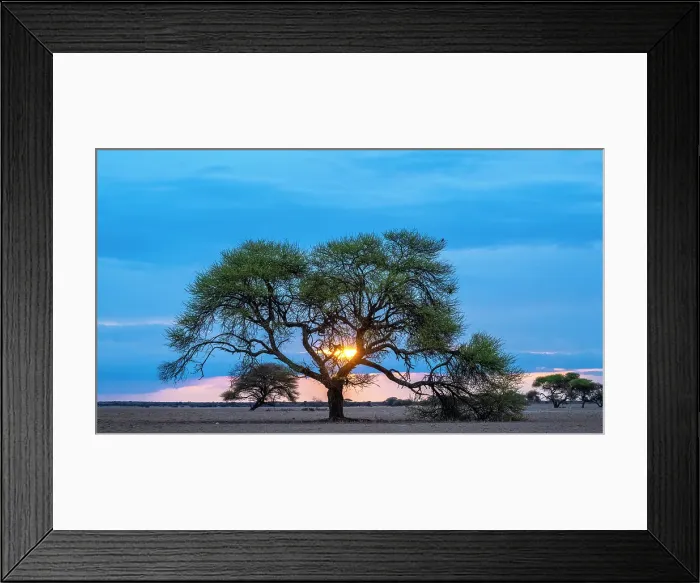 Framed Print : Africa, Botswana, Central Kalahari Game reserve. Sunset in Tau Pan with an acacia tree Framed Print : Africa, Botswana, Central Kalahari Game reserve. Sunset in Tau Pan with an acacia tree