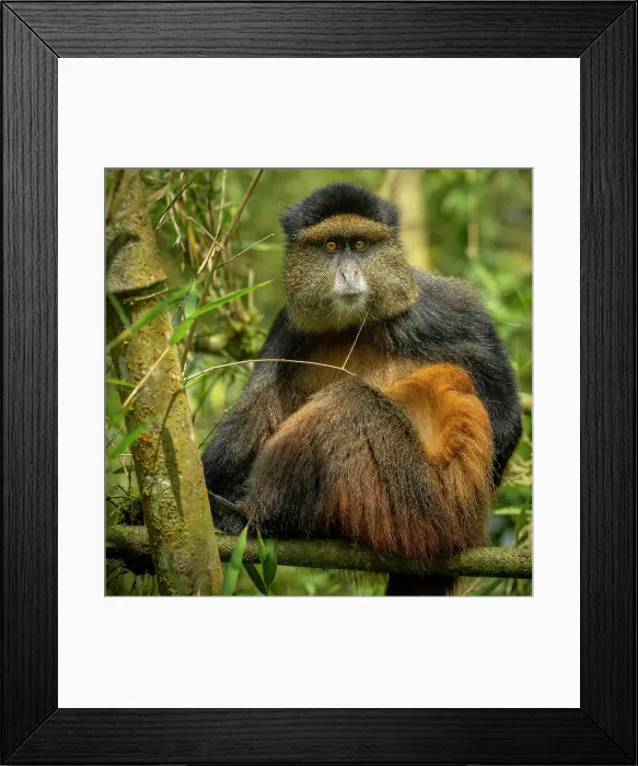 Framed Print : africa, Rwanda, Volcanoes National Park. A portrait of a Golden Monkey in the bamboo forest