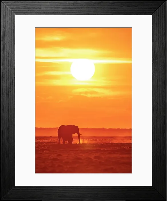 Framed Print : Africa, Botswana, Chobe National Park. An elephant mother and calf at sunset on the riverbank Framed Print : Africa, Botswana, Chobe National Park. An elephant mother and calf at sunset on the riverbank