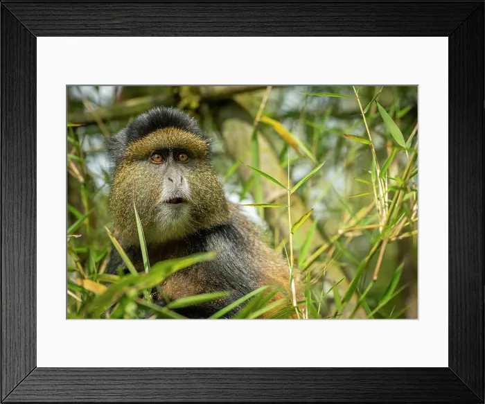 Framed Print : africa, Rwanda, Volcanoes National Park. A portrait of a Golden Monkey in the bamboo forest