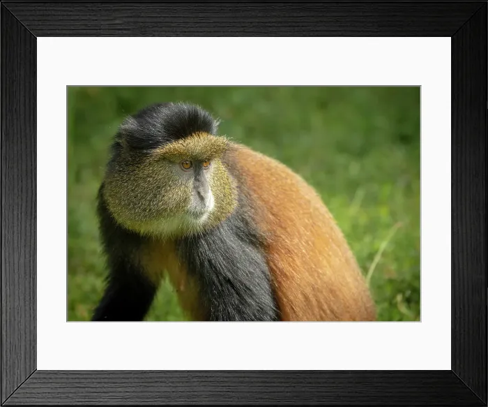 Framed Print : africa, Rwanda, Volcanoes National Park. A portrait of a Golden Monkey in the bamboo forest