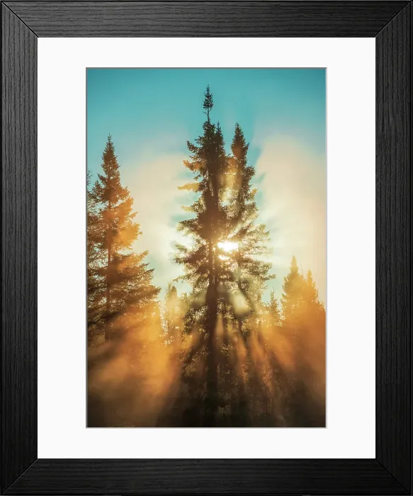 Framed Print : SUnburst through a spruce tree in the boreal forest, Chibougameau, Quebec, Canada Framed Print : SUnburst through a spruce tree in the boreal forest, Chibougameau, Quebec, Canada