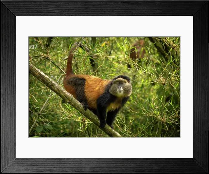 Framed Print : africa, Rwanda, Volcanoes National Park. A portrait of a Golden Monkey in the bamboo forest Framed Print : africa, Rwanda, Volcanoes National Park. A portrait of a Golden Monkey in the bamboo forest