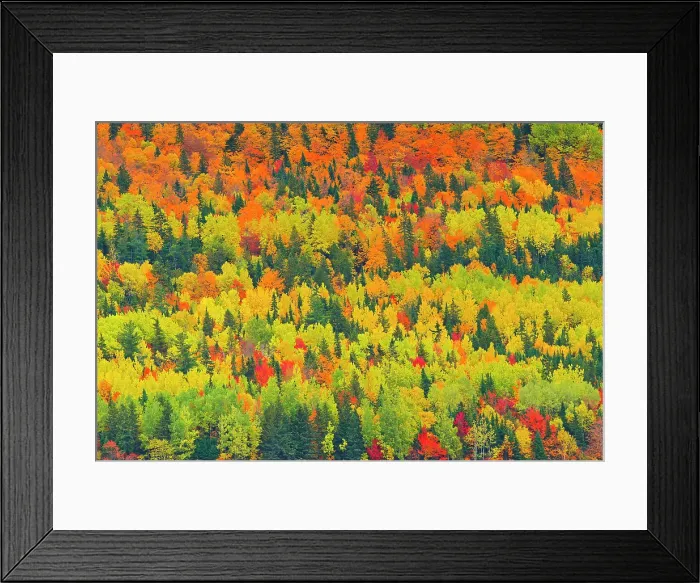 Framed Print : Autumn colors of mixedwood forest in Les Notre-Dame Mountains (Appalachian Mountains). Great Lakes - St. Lawrence Forest Region. Saint-Pacoome, Quebec, Canada Framed Print : Autumn colors of mixedwood forest in Les Notre-Dame Mountains (Appalachian Mountains). Great Lakes - St. Lawrence Forest Region. Saint-Pacoome, Quebec, Canada