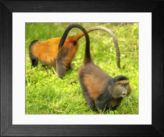 Framed Print : africa, Rwanda, Volcanoes National Park. Golden Monkeys feeding in a meadow