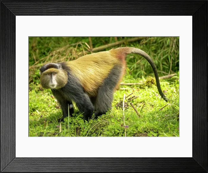 Framed Print : africa, Rwanda, Volcanoes National Park. a Golden Monkey feeding in a meadow