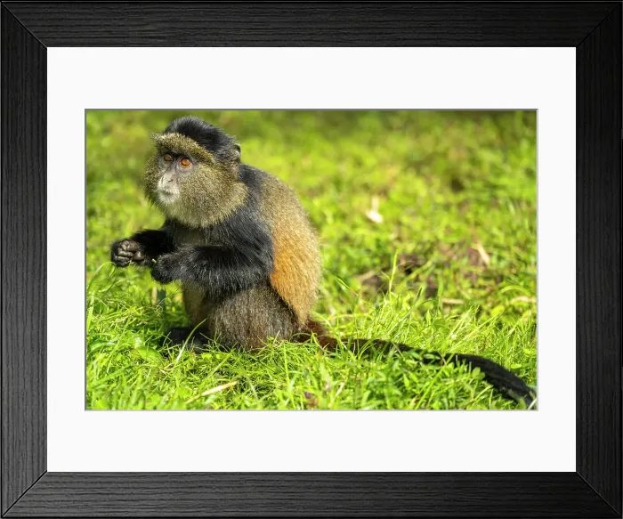 Framed Print : africa, Rwanda, Volcanoes National Park. Golden Monkey feeding in a meadow