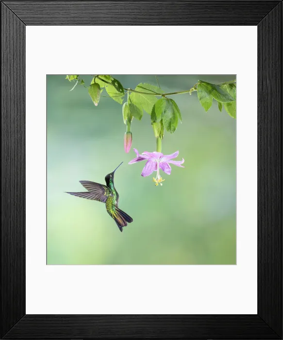 Framed Print : Male Talamanca hummingbird (Eugenes spectabilis) feeding from passionflower in mid-elevation cloud forest, Costa Rica Framed Print : Male Talamanca hummingbird (Eugenes spectabilis) feeding from passionflower in mid-elevation cloud forest, Costa Rica