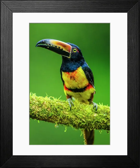 Framed Print : Collared araçari (Pteroglossus torquatus), , Alajuela, Costa Rica Framed Print : Collared araçari (Pteroglossus torquatus), , Alajuela, Costa Rica