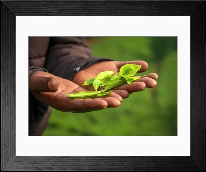 Framed Print : Africa, Rwanda, Nyungwe National Park. Man holding green tea leaves