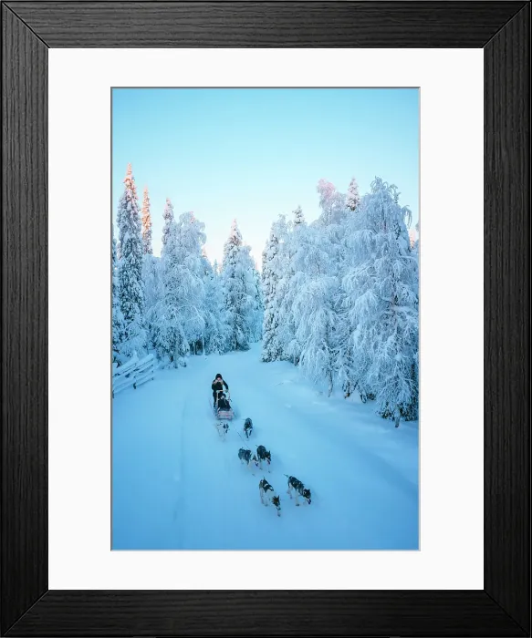 Framed Print : Elevated view of a woman riding sled dogs in a forest covered with snow near Ruka in finnish Lapland, Finland Framed Print : Elevated view of a woman riding sled dogs in a forest covered with snow near Ruka in finnish Lapland, Finland