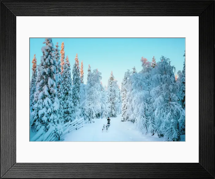 Framed Print : Elevated view of a woman riding sled dogs in a forest covered with snow near Ruka in finnish Lapland, Finland