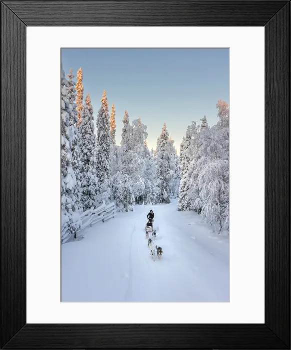 Framed Print : Elevated view of a woman riding sled dogs in a forest covered with snow near Ruka in finnish Lapland, Finland Framed Print : Elevated view of a woman riding sled dogs in a forest covered with snow near Ruka in finnish Lapland, Finland