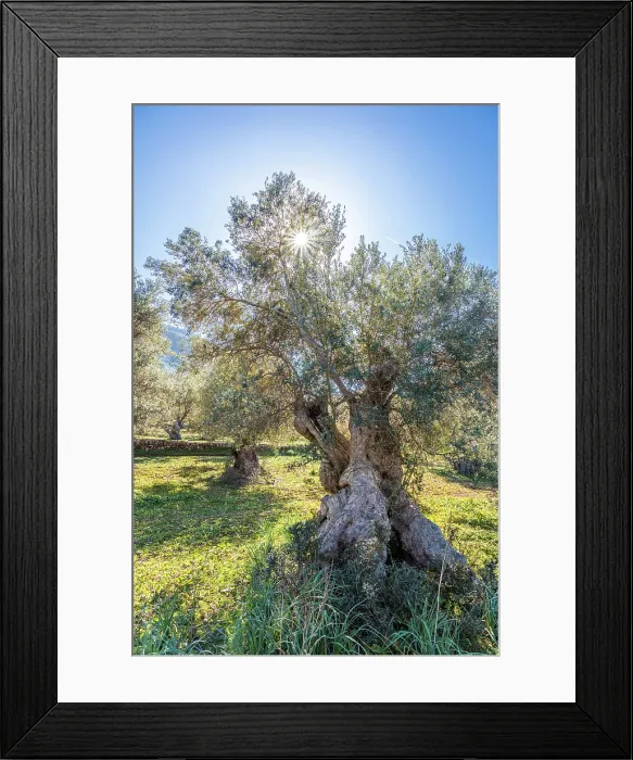 Framed Print : Grove of old olive trees near Valldemossa, Mallorca, Balearic Islands, Spain Framed Print : Grove of old olive trees near Valldemossa, Mallorca, Balearic Islands, Spain