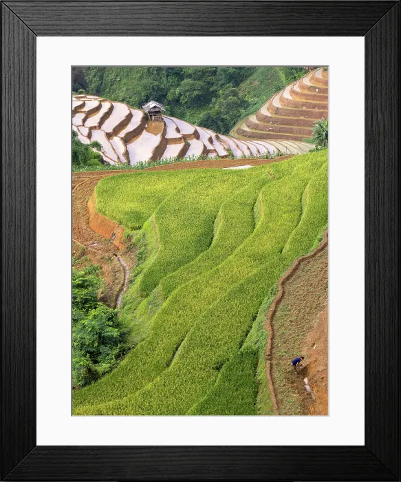 Framed Print : Rice terraces at Mu Cang Chai, Vietnam Framed Print : Rice terraces at Mu Cang Chai, Vietnam