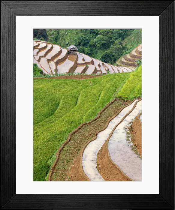 Framed Print : Rice terraces at Mu Cang Chai, Vietnam Framed Print : Rice terraces at Mu Cang Chai, Vietnam