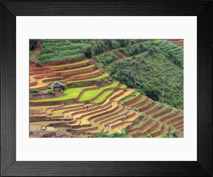 Framed Print : Rice terraces at Mu Cang Chai, Vietnam Framed Print : Rice terraces at Mu Cang Chai, Vietnam