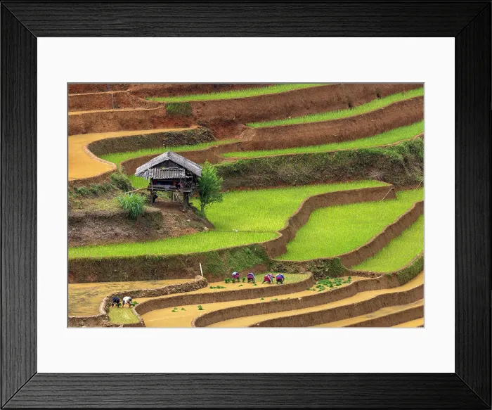 Framed Print : Rice terraces at Mu Cang Chai, Vietnam Framed Print : Rice terraces at Mu Cang Chai, Vietnam