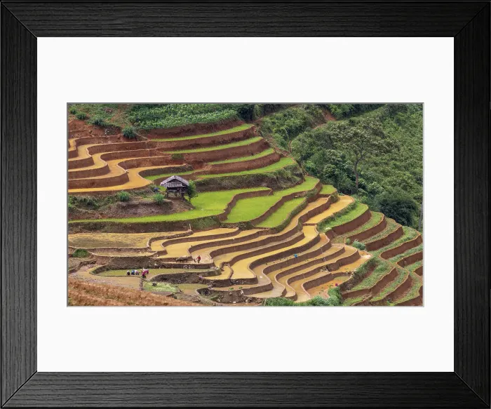 Framed Print : Rice terraces at Mu Cang Chai, Vietnam Framed Print : Rice terraces at Mu Cang Chai, Vietnam