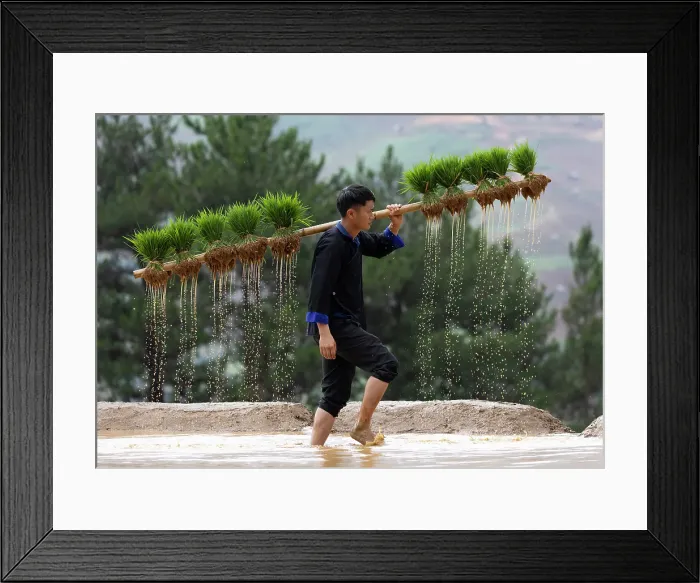 Framed Print : Young Hmong man carrying rice plants on a wooden pole in the rice terraces, Mu Cang Chai, Vietnam Framed Print : Young Hmong man carrying rice plants on a wooden pole in the rice terraces, Mu Cang Chai, Vietnam