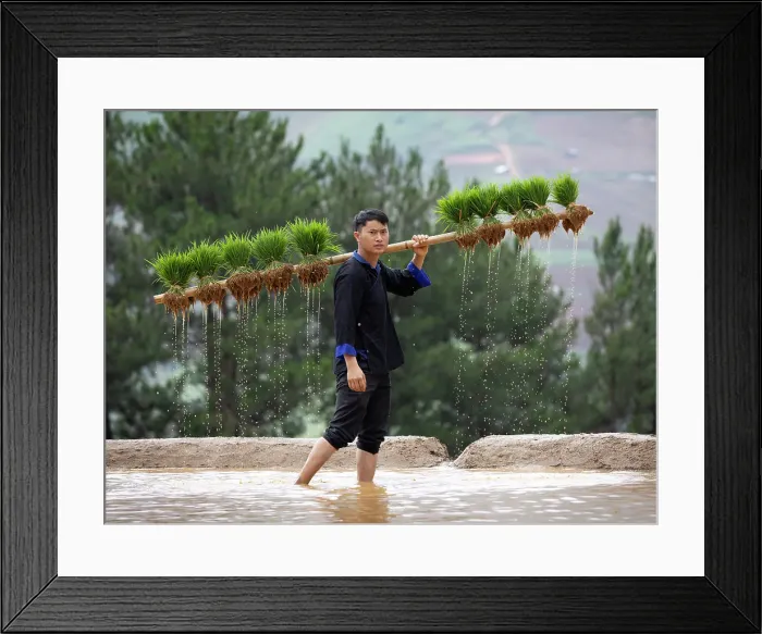 Framed Print : Young Hmong man carrying rice plants on a wooden pole in the rice terraces, Mu Cang Chai, Vietnam Framed Print : Young Hmong man carrying rice plants on a wooden pole in the rice terraces, Mu Cang Chai, Vietnam