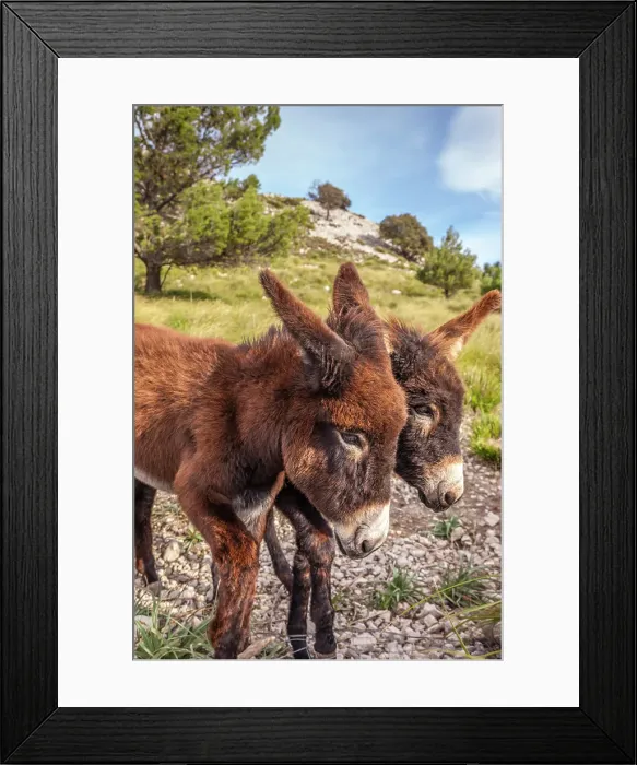 Framed Print : Donkeys in the Serra de Tramuntana, Mallorca, Balearic Islands, Spain Framed Print : Donkeys in the Serra de Tramuntana, Mallorca, Balearic Islands, Spain