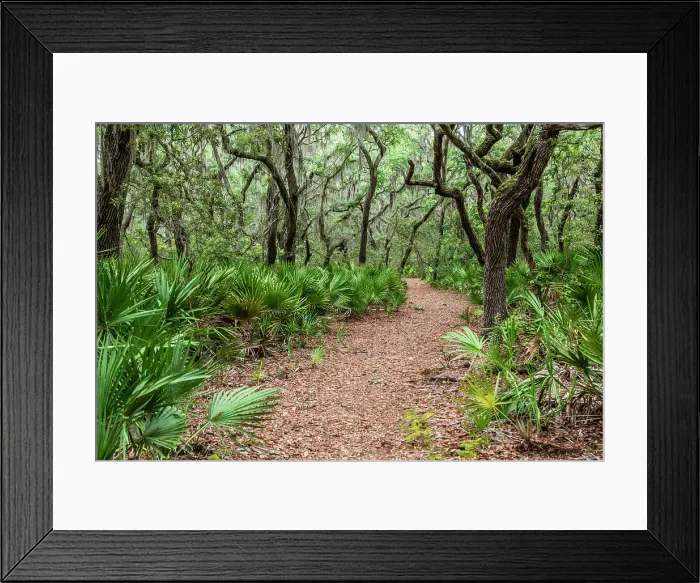 Framed Print : Cumberland Island National Seashore, Georgia, USA Framed Print : Cumberland Island National Seashore, Georgia, USA