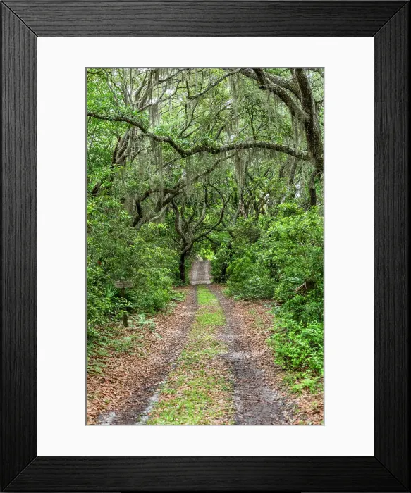 Framed Print : Cumberland Island National Seashore, Georgia, USA Framed Print : Cumberland Island National Seashore, Georgia, USA