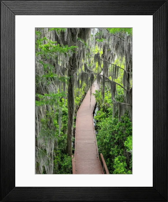 Framed Print : Chesser Island Boardwalk, Okefenokee National Wildlife Refuge, Georgia, USA Framed Print : Chesser Island Boardwalk, Okefenokee National Wildlife Refuge, Georgia, USA