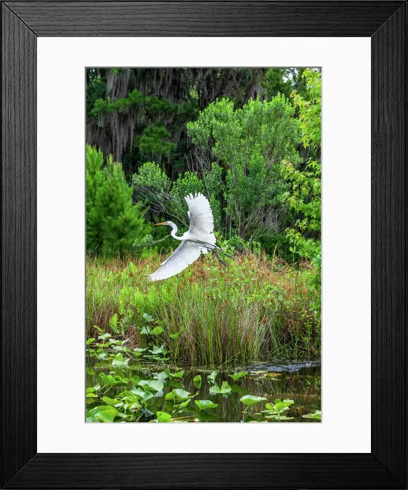Framed Print : Okefenokee National Wildlife Refuge, Georgia, USA Framed Print : Okefenokee National Wildlife Refuge, Georgia, USA