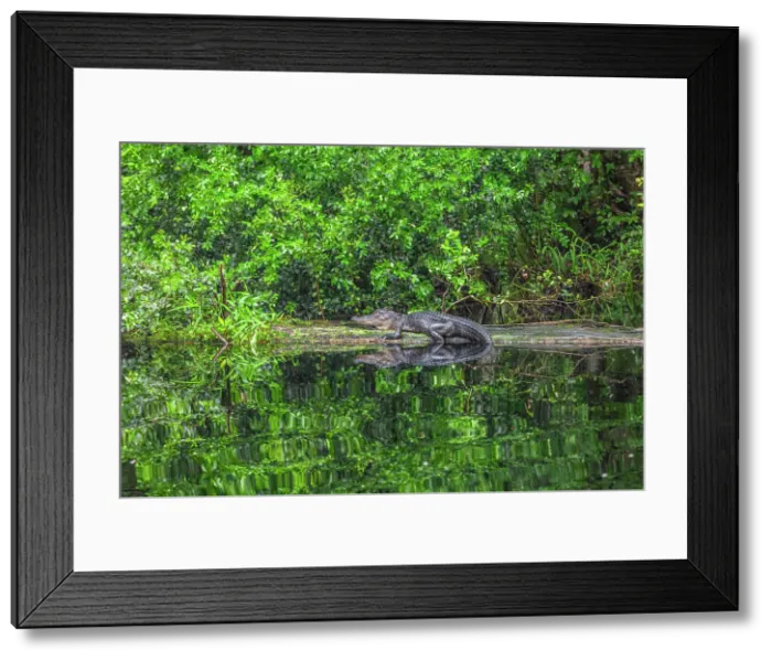 Framed Print : Okefenokee National Wildlife Refuge, Georgia, USA Framed Print : Okefenokee National Wildlife Refuge, Georgia, USA