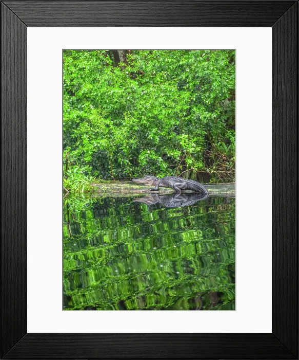 Framed Print : Okefenokee National Wildlife Refuge, Georgia, USA Framed Print : Okefenokee National Wildlife Refuge, Georgia, USA
