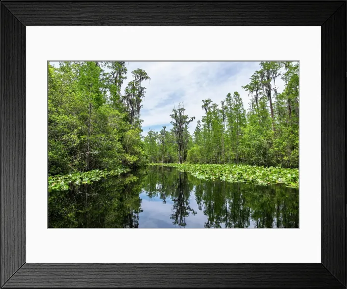 Framed Print : Okefenokee National Wildlife Refuge, Georgia, USA Framed Print : Okefenokee National Wildlife Refuge, Georgia, USA