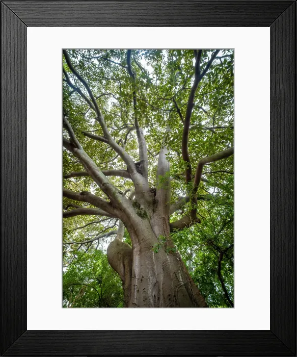 Framed Print : Moreton Bay Fig tree, Cape Town, Western Cape, South Africa Framed Print : Moreton Bay Fig tree, Cape Town, Western Cape, South Africa