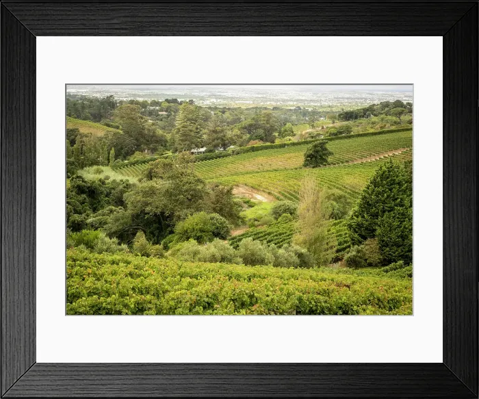 Framed Print : Vineyards at Beau Constantia, Constantia, Cape Town, Western Cape, South Africa