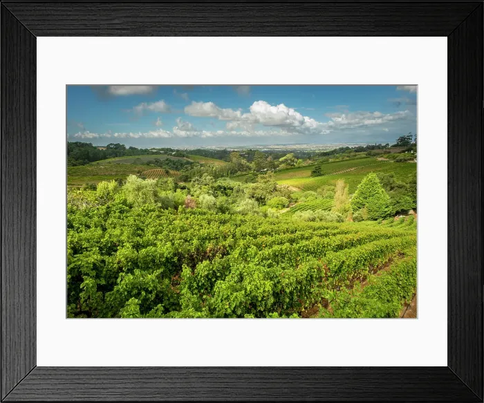Framed Print : Vineyards at Beau Constantia, Constantia, Cape Town, Western Cape, South Africa Framed Print : Vineyards at Beau Constantia, Constantia, Cape Town, Western Cape, South Africa