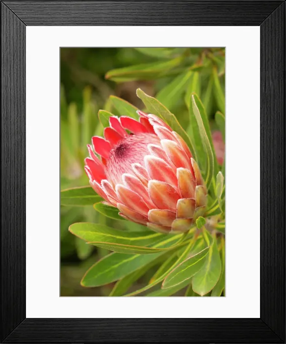 Framed Print : Flower of a Protea plant, Western Cape, South Africa Framed Print : Flower of a Protea plant, Western Cape, South Africa