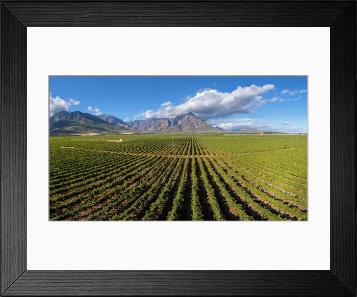 Framed Print : Vineyards near Breede River, Western Cape, South Africa
