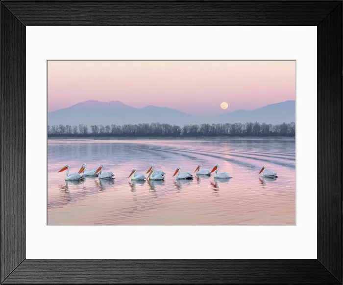 Framed Print : Group of Dalmatian Pelican (Pelecanus crispus) on Lake Kerkini at dusk with full moon rising in background, Greece, January 2020 Framed Print : Group of Dalmatian Pelican (Pelecanus crispus) on Lake Kerkini at dusk with full moon rising in background, Greece, January 2020
