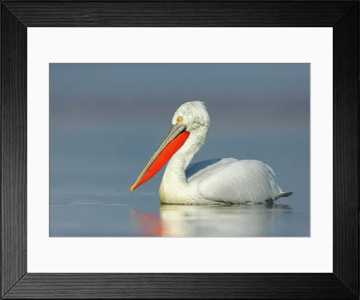 Framed Print : Adult Dalmatian Pelican (Pelecanus crispus), Lake Kerkini, Greece, February 2016 Framed Print : Adult Dalmatian Pelican (Pelecanus crispus), Lake Kerkini, Greece, February 2016