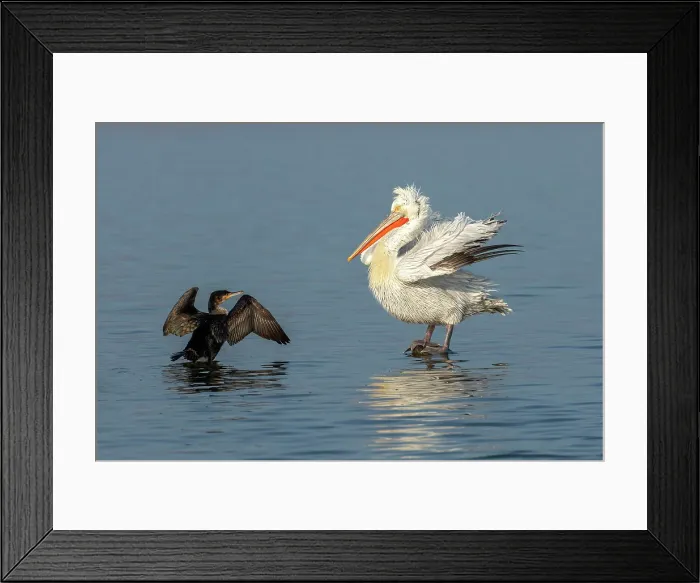 Framed Print : Dalmatian Pelican (Pelecanus crispus) and Great Cormorant (Phalacrocorax carbo), Lake Kerkini, Greece, January 2020 Framed Print : Dalmatian Pelican (Pelecanus crispus) and Great Cormorant (Phalacrocorax carbo), Lake Kerkini, Greece, January 2020