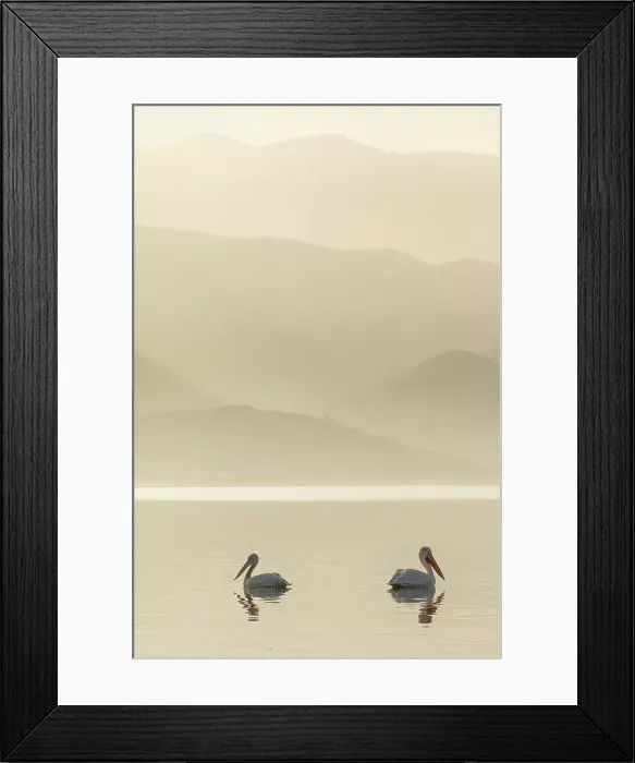 Framed Print : Group of Dalmatian Pelican (Pelecanus crispus) on Lake Kerkini in Greece, January 2020 Framed Print : Group of Dalmatian Pelican (Pelecanus crispus) on Lake Kerkini in Greece, January 2020