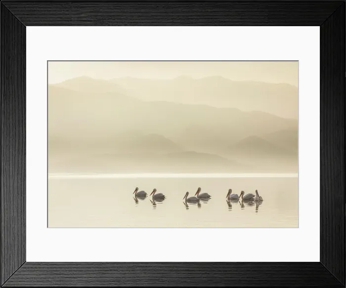 Framed Print : Group of Dalmatian Pelican (Pelecanus crispus) on Lake Kerkini in Greece, January 2020 Framed Print : Group of Dalmatian Pelican (Pelecanus crispus) on Lake Kerkini in Greece, January 2020